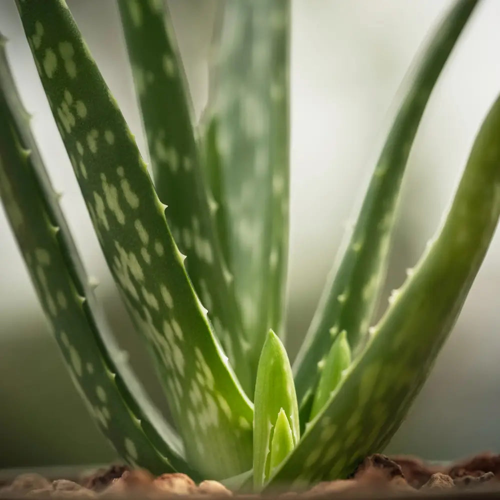 Aloe Vera: Cildin Doğal Mucizesi